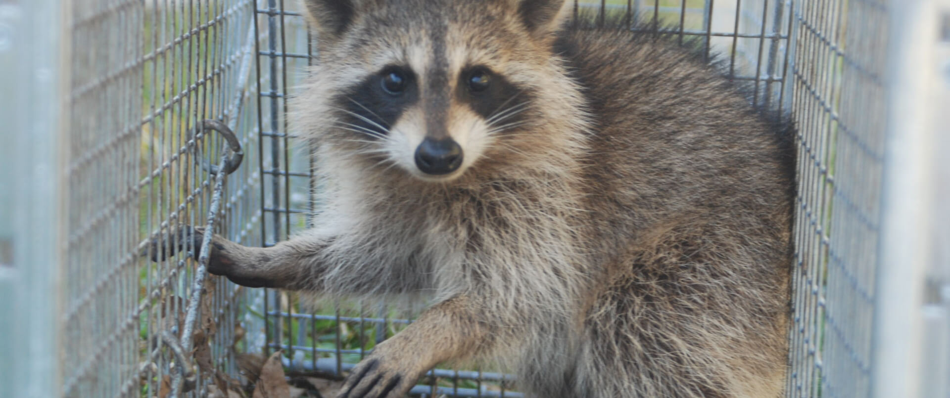 Raccoon Removal
